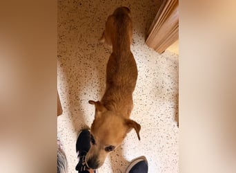 Yaya *Gnadenplatz gesucht*