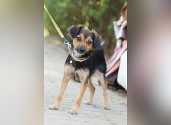 Missy - freundliche, liebevolle Hündin die gerne schmust