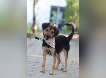 Missy - freundliche, liebevolle Hündin die gerne schmust