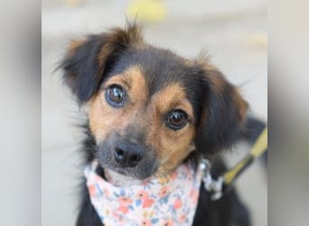 Missy - freundliche, liebevolle Hündin die gerne schmust