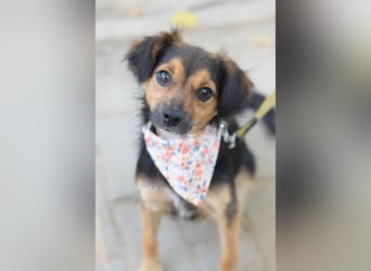 Missy - freundliche, liebevolle Hündin die gerne schmust