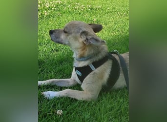 Rick - kleiner, katzenfreundlicher Herzenshund sucht sein Zuhause