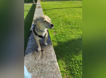 Rick , kleiner, katzenfreundlicher Herzenshund sucht sein Zuhause