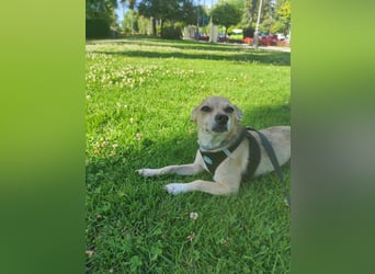 Rick , kleiner, katzenfreundlicher Herzenshund sucht sein Zuhause