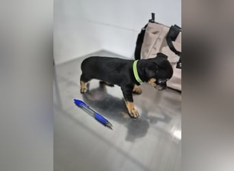 Flora, eine kleine Prinzessin