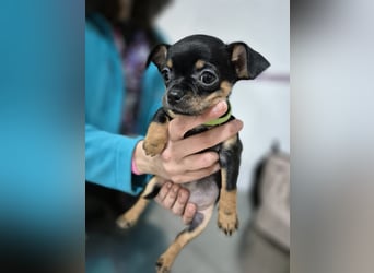 Flora, eine kleine Prinzessin