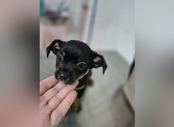 Flora, eine kleine Prinzessin