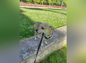 Rick , kleiner, katzenfreundlicher Herzenshund sucht sein Zuhause