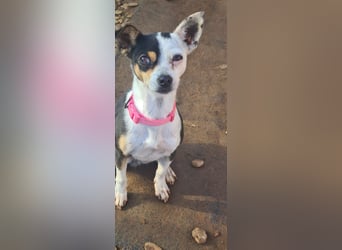 Min, kleine Hündin ganz groß