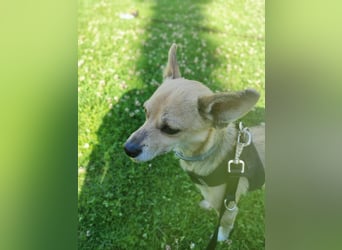 Rick , kleiner, katzenfreundlicher Herzenshund sucht sein Zuhause