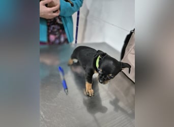 Flora, eine kleine Prinzessin