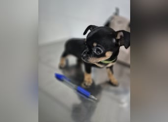 Flora, eine kleine Prinzessin