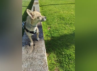 Rick - kleiner, katzenfreundlicher Herzenshund sucht sein Zuhause