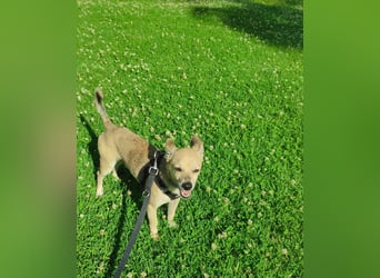 Rick , kleiner, katzenfreundlicher Herzenshund sucht sein Zuhause
