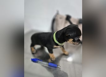 Flora, eine kleine Prinzessin