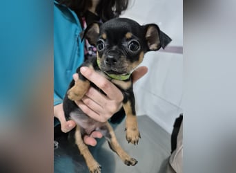 Flora, eine kleine Prinzessin