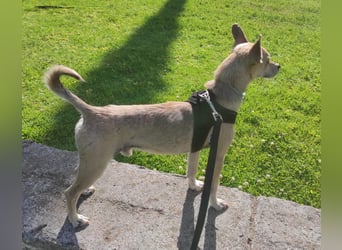 Rick , kleiner, katzenfreundlicher Herzenshund sucht sein Zuhause