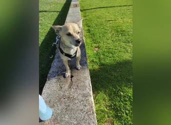 Rick , kleiner, katzenfreundlicher Herzenshund sucht sein Zuhause