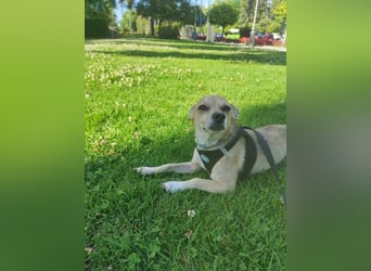 Rick - kleiner, katzenfreundlicher Herzenshund sucht sein Zuhause