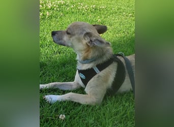 Rick , kleiner, katzenfreundlicher Herzenshund sucht sein Zuhause