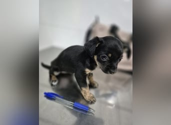 Malik, ein zauberhafter kleiner Bub