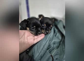 Flora, eine kleine Prinzessin