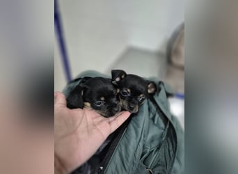 Flora, eine kleine Prinzessin