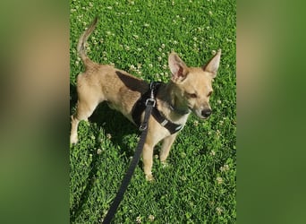 Rick , kleiner, katzenfreundlicher Herzenshund sucht sein Zuhause