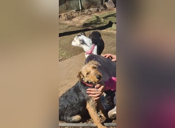 Min, kleine Hündin ganz groß