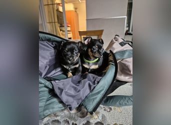 Malik, ein zauberhafter kleiner Bub