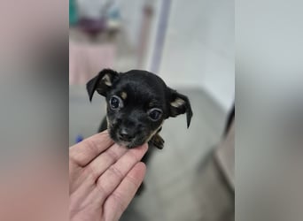 Flora, eine kleine Prinzessin