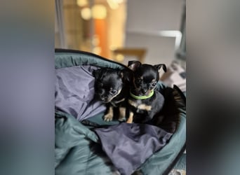 Malik, ein zauberhafter kleiner Bub