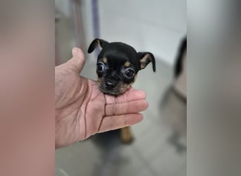 Flora, eine kleine Prinzessin