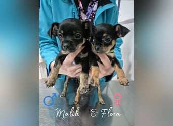 Malik, ein zauberhafter kleiner Bub