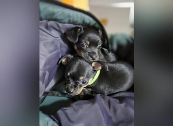 Malik, ein zauberhafter kleiner Bub