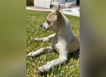 Luna ist fröhlich und lernfreudig