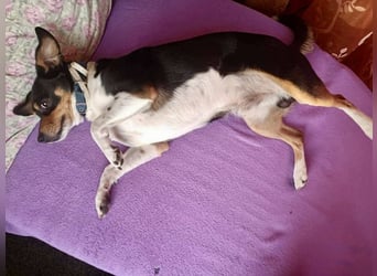 Kleiner und menschenbezogener Junghund Spithos (3 Jahre) sucht eine Familie