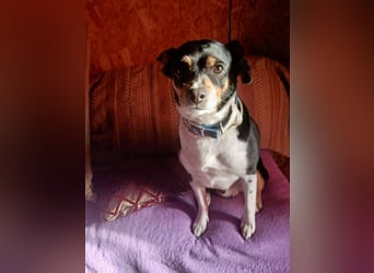 Kleiner und menschenbezogener Junghund Spithos (3 Jahre) sucht eine Familie