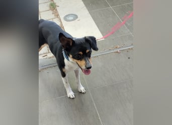 Kleiner und menschenbezogener Junghund Spithos (3 Jahre) sucht eine Familie