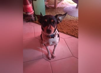 Kleiner und menschenbezogener Junghund Spithos (3 Jahre) sucht eine Familie