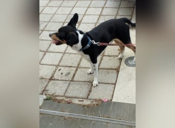 Kleiner und menschenbezogener Junghund Spithos (3 Jahre) sucht eine Familie
