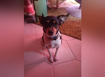 Kleiner und menschenbezogener Junghund Spithos (3 Jahre) sucht eine Familie