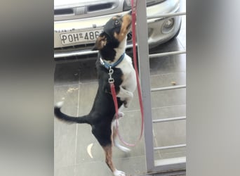 Kleiner und menschenbezogener Junghund Spithos (3 Jahre) sucht eine Familie