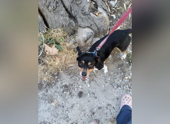 Kleiner und menschenbezogener Junghund Spithos (3 Jahre) sucht eine Familie