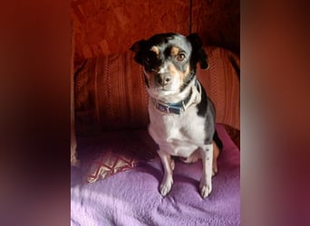 Kleiner und menschenbezogener Junghund Spithos (3 Jahre) sucht eine Familie