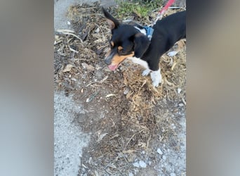 Kleiner und menschenbezogener Junghund Spithos (3 Jahre) sucht eine Familie