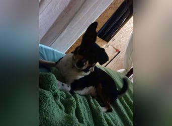 Kleiner und menschenbezogener Junghund Spithos (3 Jahre) sucht eine Familie
