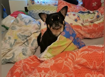 Pascha-Kleiner Pascha sucht großes Herz!