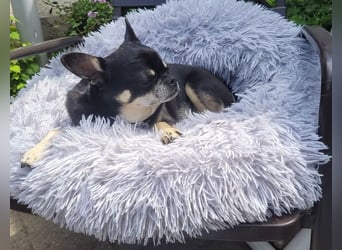 Pascha-Kleiner Pascha sucht großes Herz!