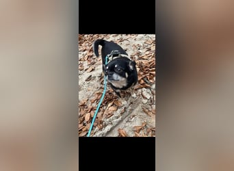 Pascha-Kleiner Pascha sucht großes Herz!